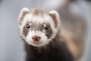 adopcja fretki jak się przygotować