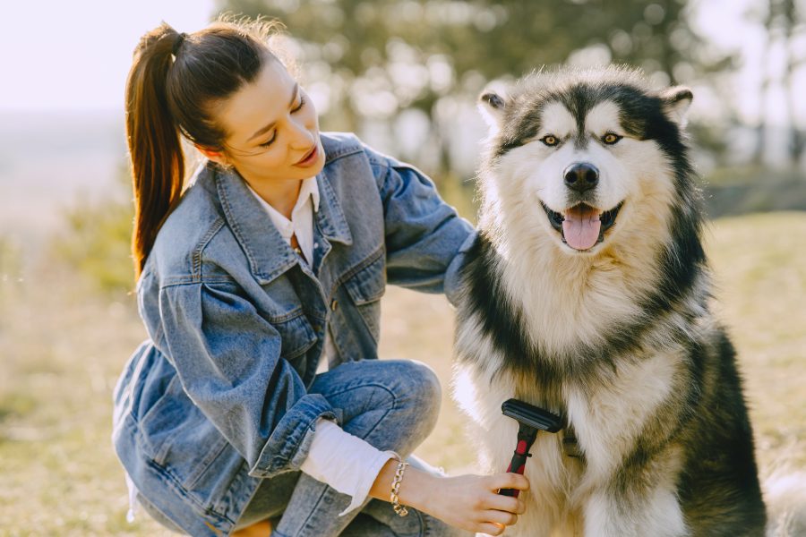 Jak czesać psa: Praktyczne porady dotyczące pielęgnacji sierści i częstotliwości czesania