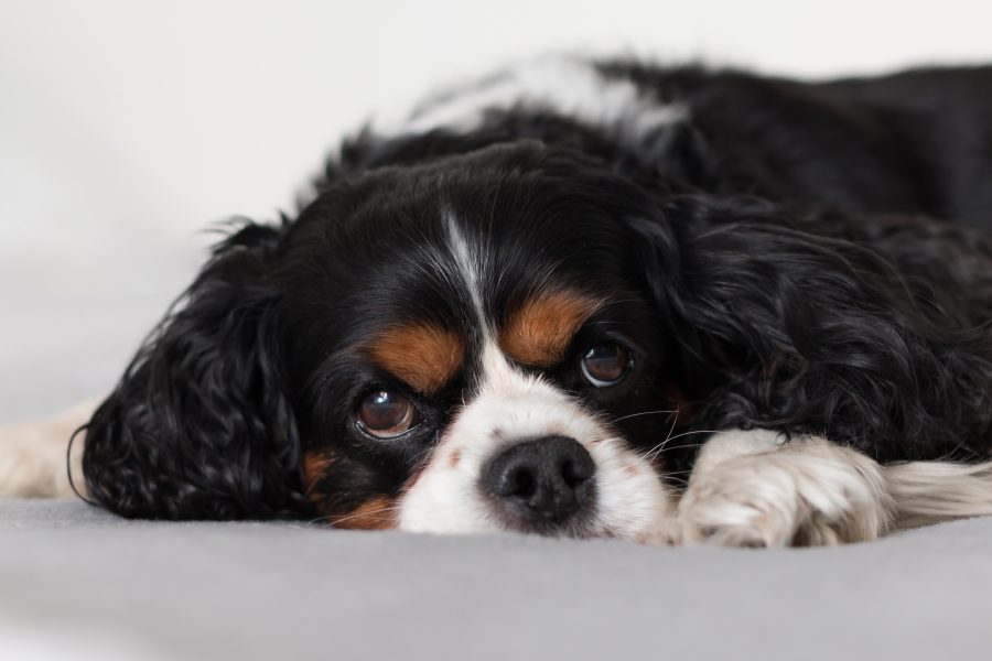 Legowiska dla psów – jak wybrać idealne miejsce do spania dla swojego pupila?